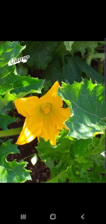 Trulli Selva E Natura Gio'.Ele アルベロベッロ エクステリア 写真